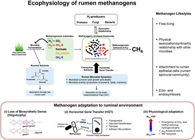 Evolving understanding of rumen methanogen ecophysiology